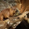 Daman skalni - Procavia capensis - Rock Hyrax o0433